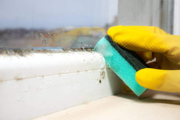 Why You Should Choose Our Mold Remediation Services in Scottsburg, IN